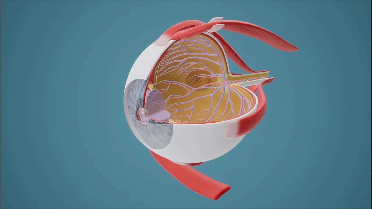 Eye Anatomy - Biolab - Surgery VR Training